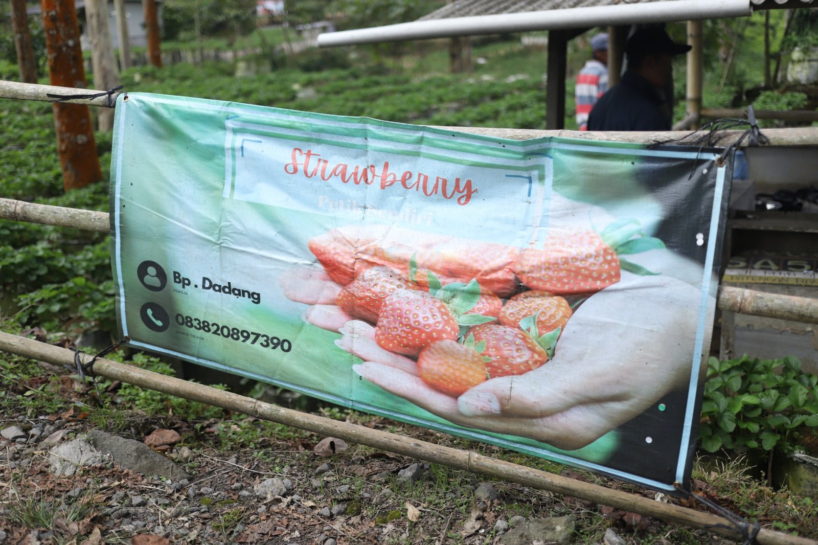 Berkebun Strawberry (Bapak Dadang)
