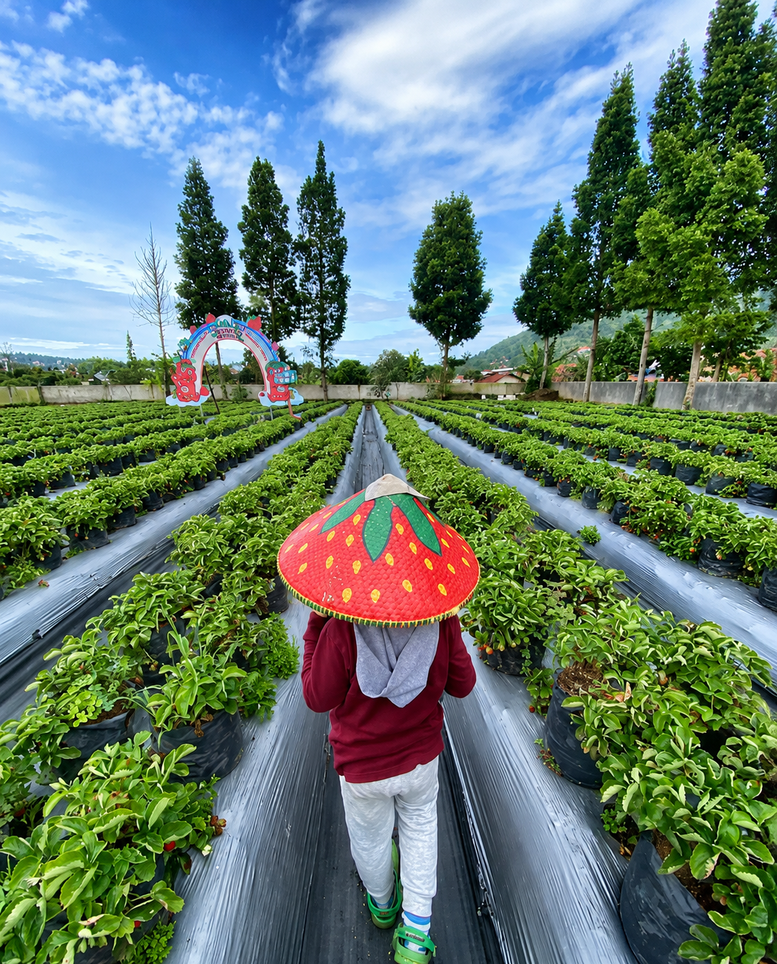 La Fresa Strawberry